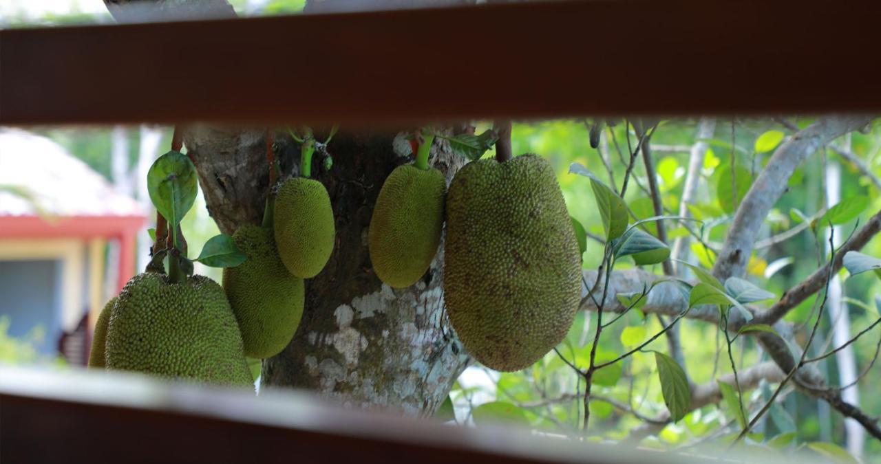 Terrace Garden Ayurveda Resort Weligama Dış mekan fotoğraf